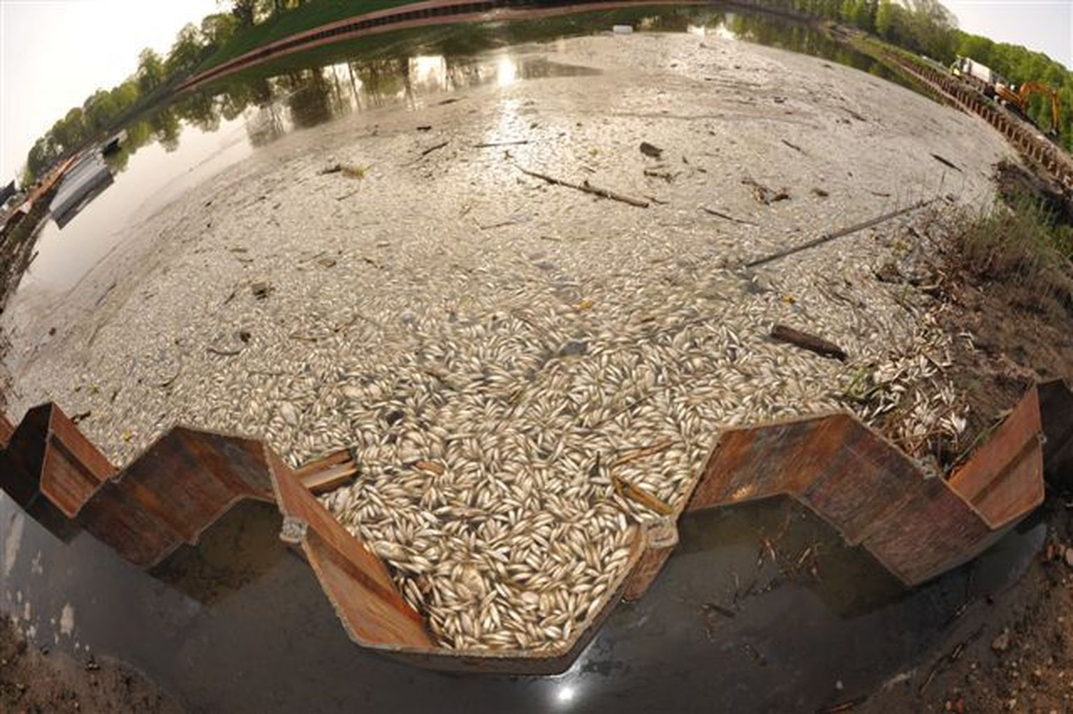 Surnud kalad Pärnu Vallikäärus