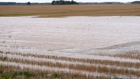 V Latviji zaradi posledic neugodnih vremenskih razmer razglasili izredne razmere v kmetijstvu