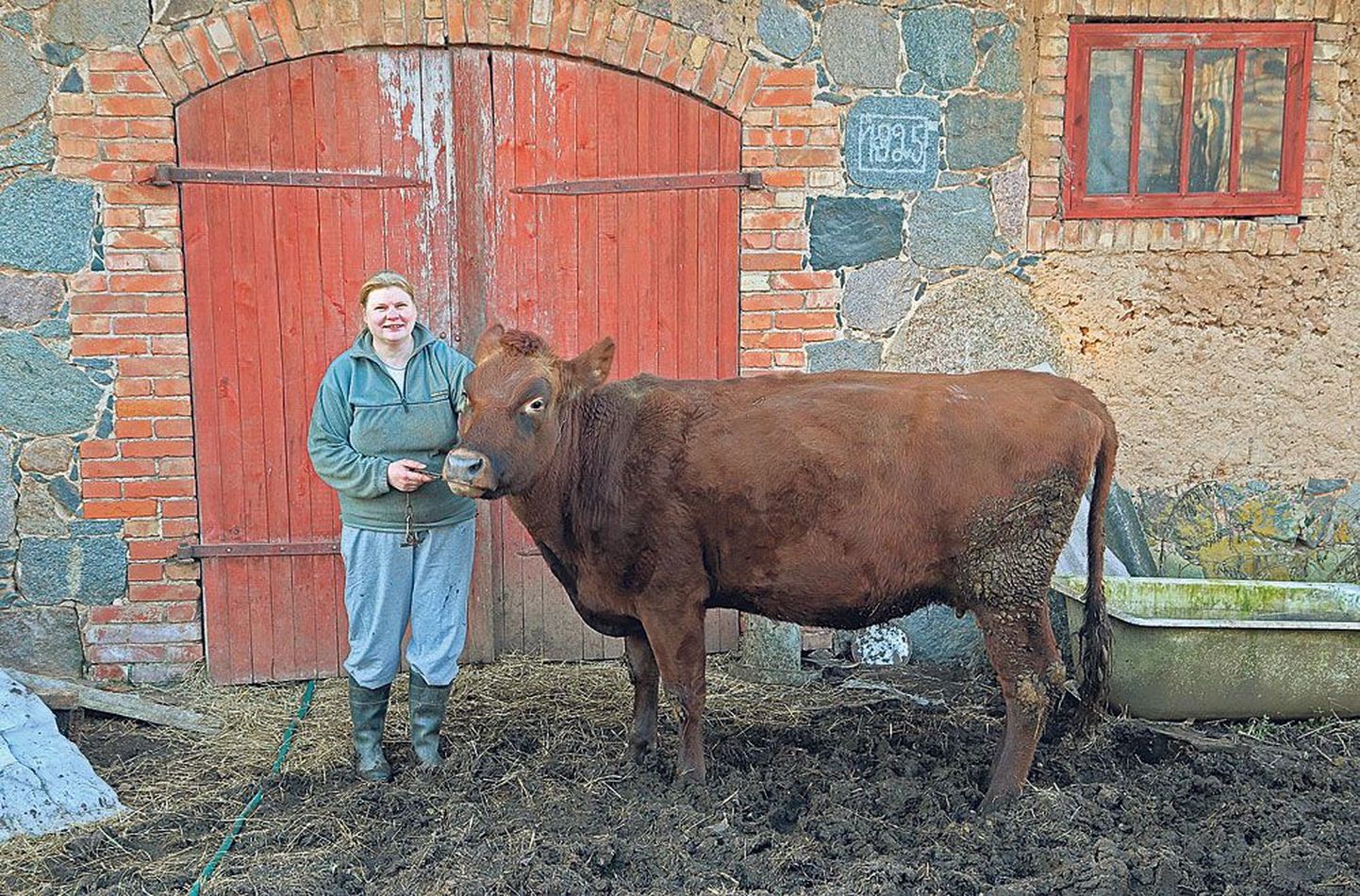 Nõo vallas elav Hilja Lind on lehmi pidanud kolmkümmend aastat ega kujuta elu ilma oma piimata ettegi. Praegust «seltsimeest» peab Hilja 1925. aastal ehitatud laudas.