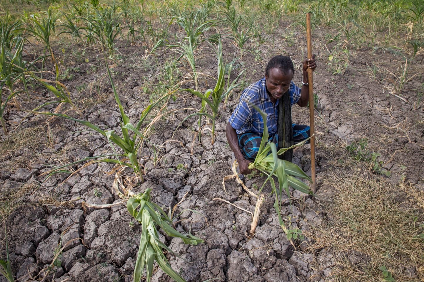 Etioopia farmer oma kuuma ja kuiva tõttu hävinud põllul.