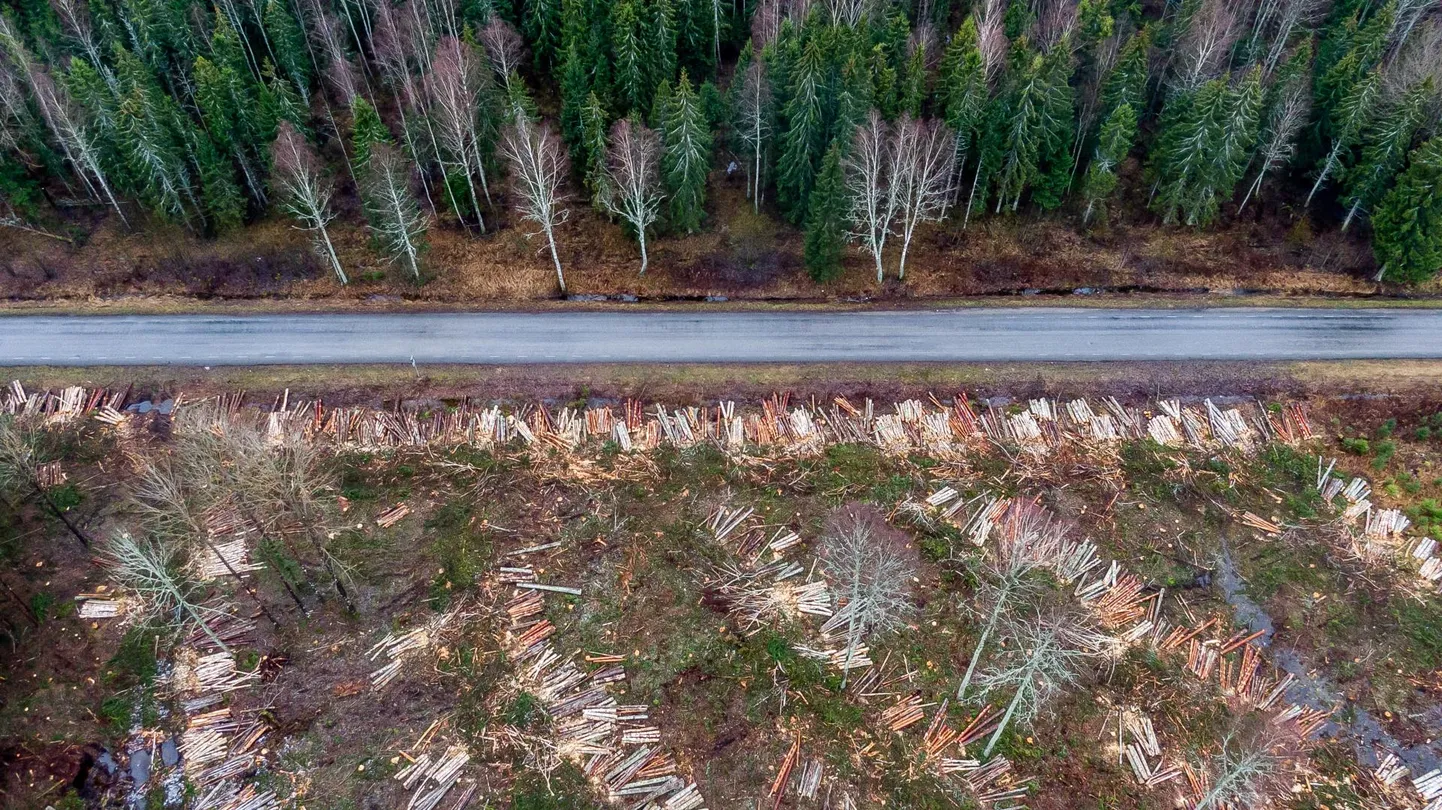 Metsa alusandmete avalikustamine annab teadlastele võimaluse teha võrdlevaid analüüse, kui palju võib Eestis metsa raiuda, et metsatagavara ei väheneks. 