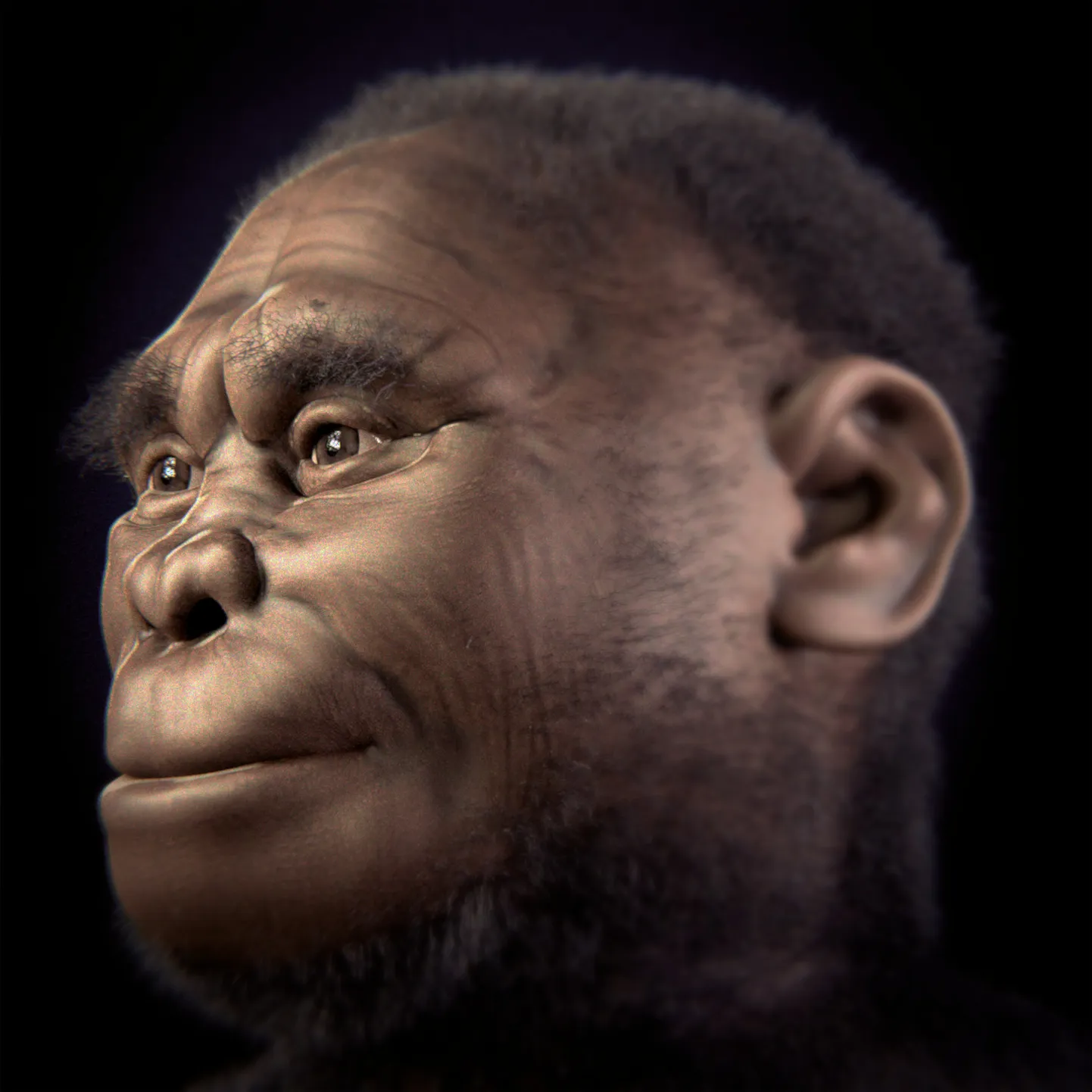 Homo floresiensis'e ehk Florese inimese näo illustratsioon.