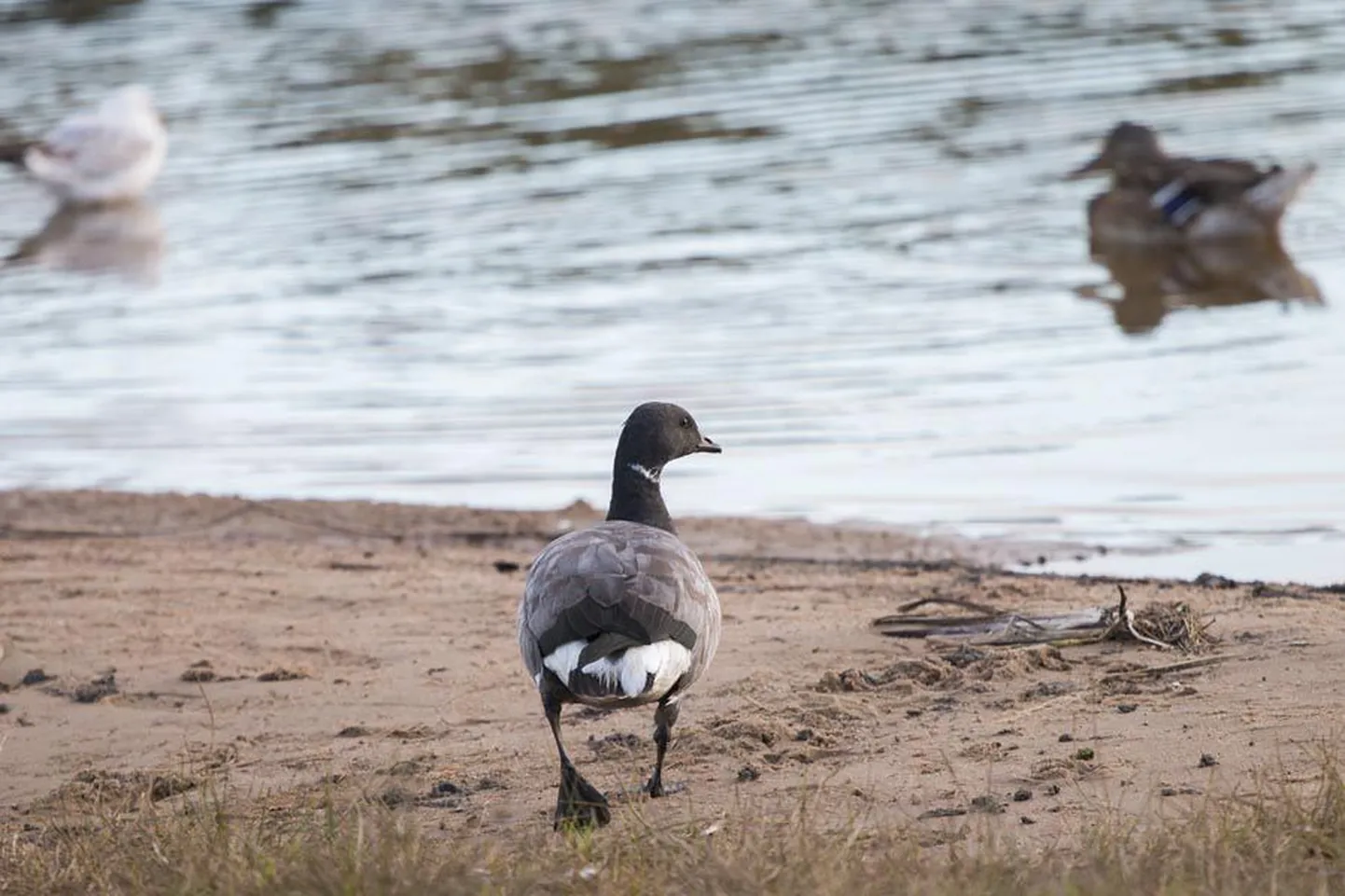 Üleeile õhtul võisid Viljandi rannas jalutajad näha sisemaale harva sattuvat mustlaglet.