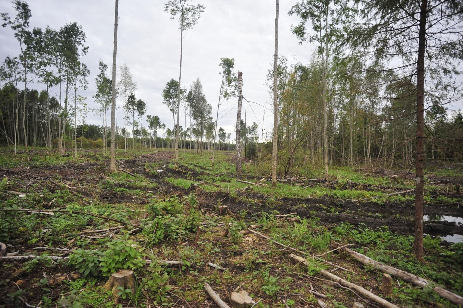 Autori arvates on metsaraie keskkonnale kahjulikuks pidamine ja sellele rahaahnuse sildi kleepimine rumal.