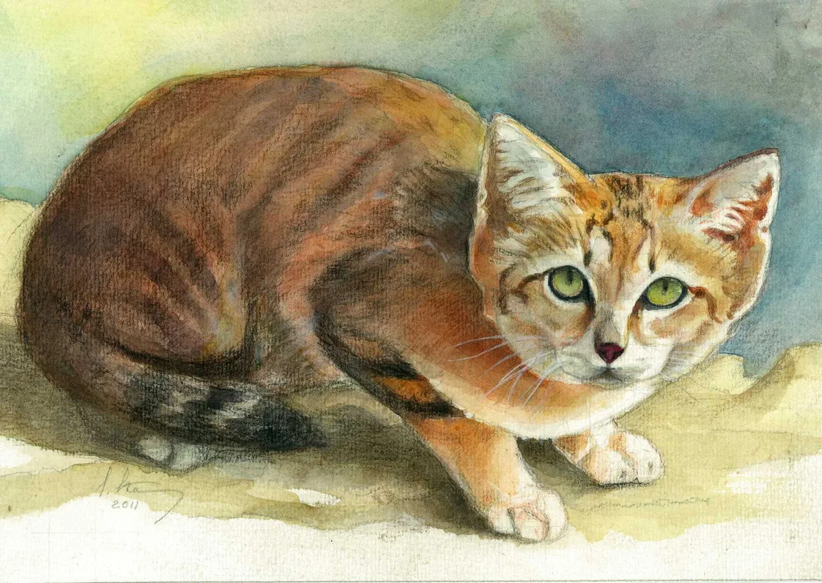 Sándor Stern, «Luitekass» (Felis Margarita), 2011, akvarell.