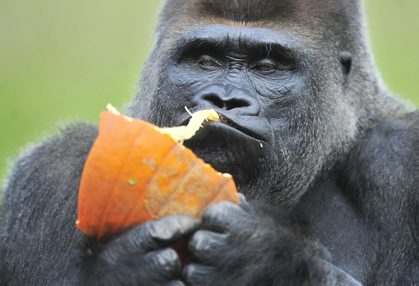 Gorilla Koko