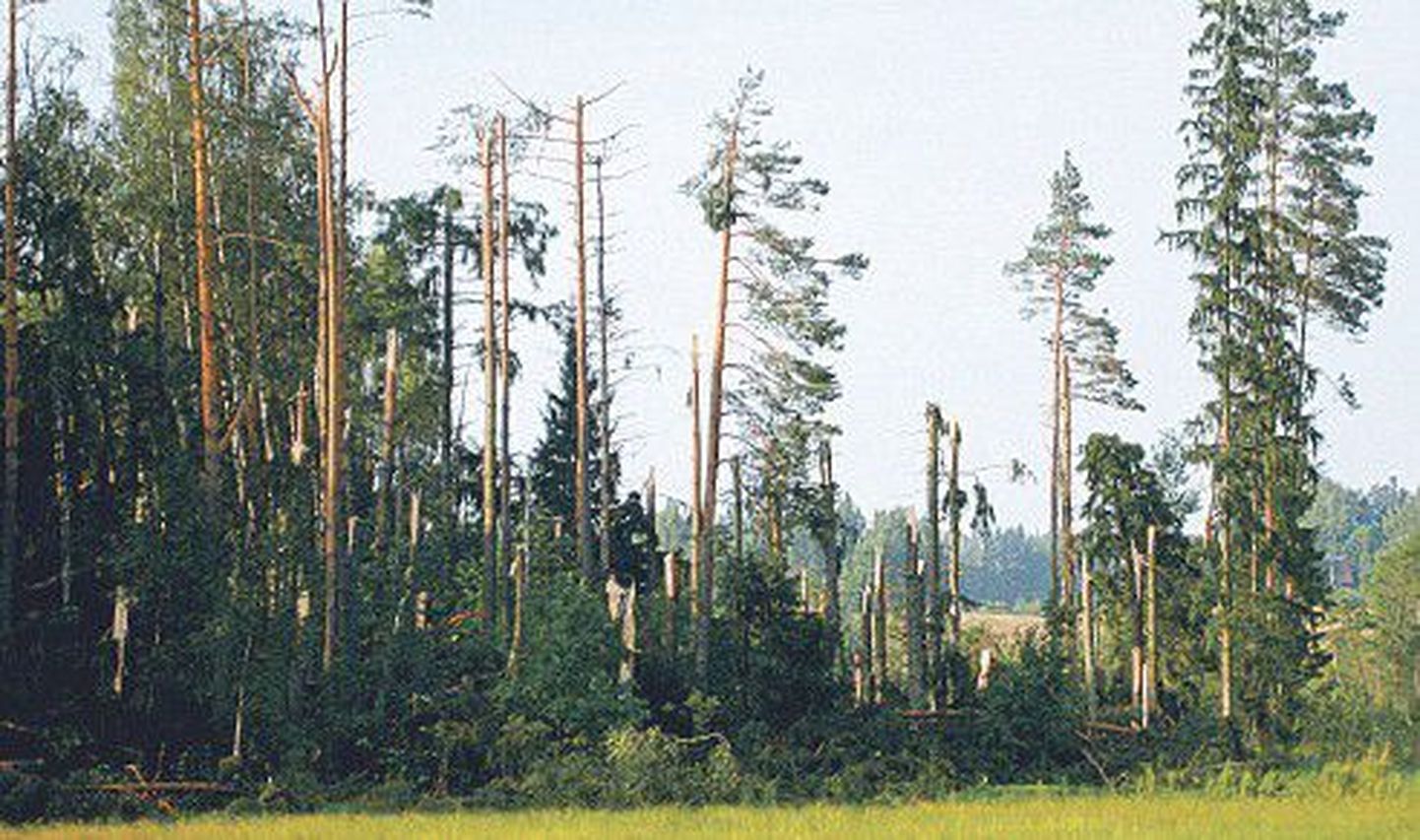 Tormis murtud mets Ruusa külas Põlvamaal.