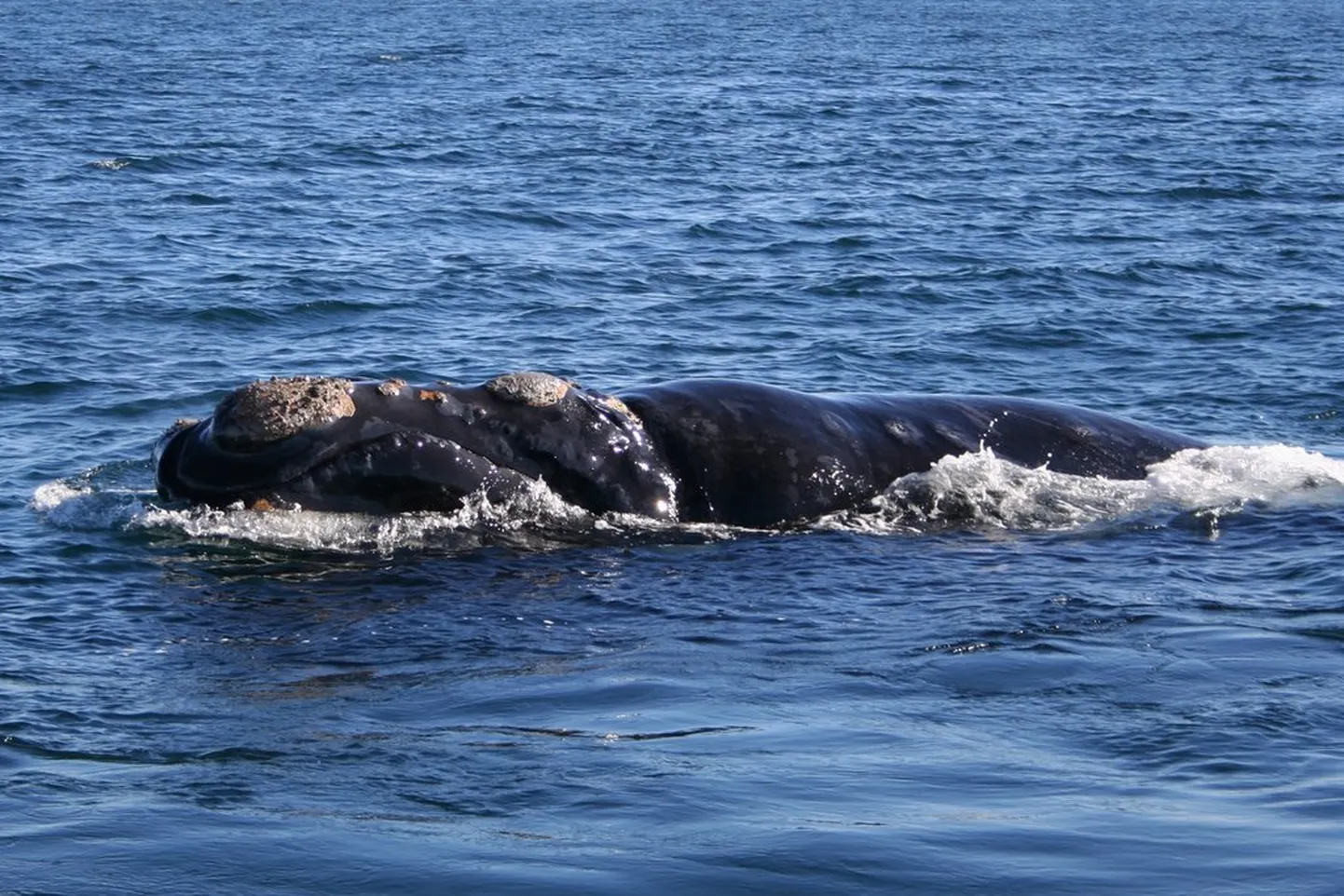 Gludvalis