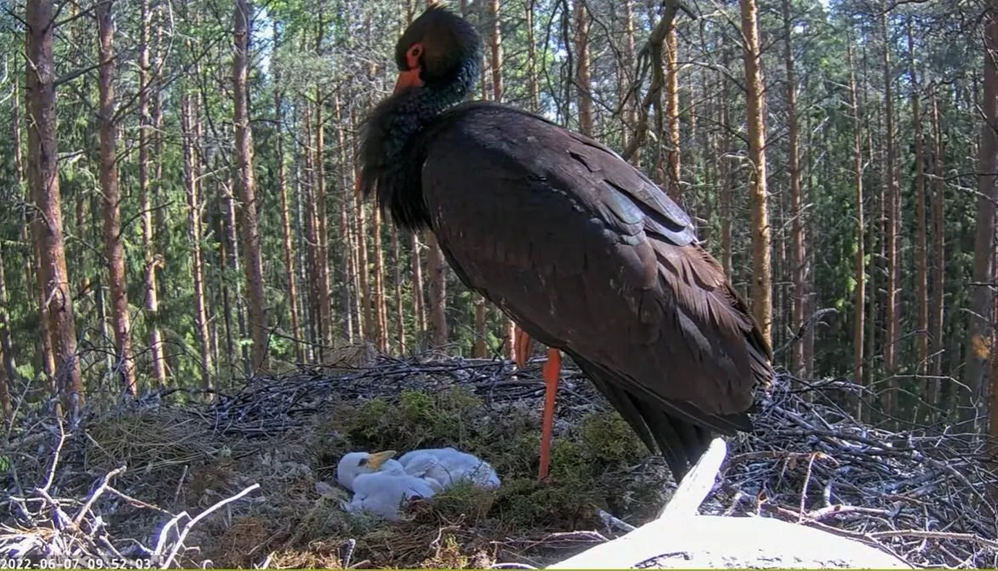 Emaslind koorunud poegadega teisipäeval