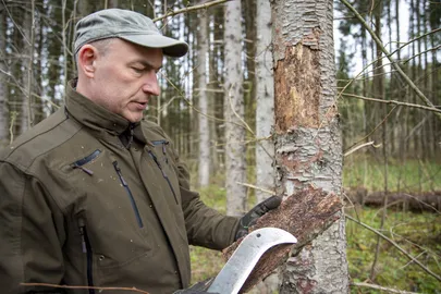 Eesti Erametsaliidu juhatuse liige Atso Adson näitamas kuuse-kooreüraski käike kuuse koore all.