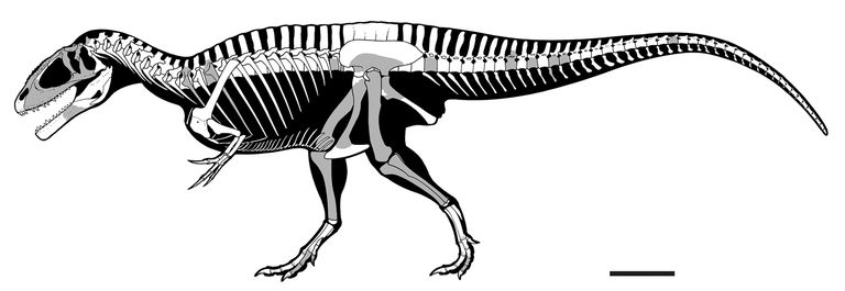 Karharodontozaura skelets