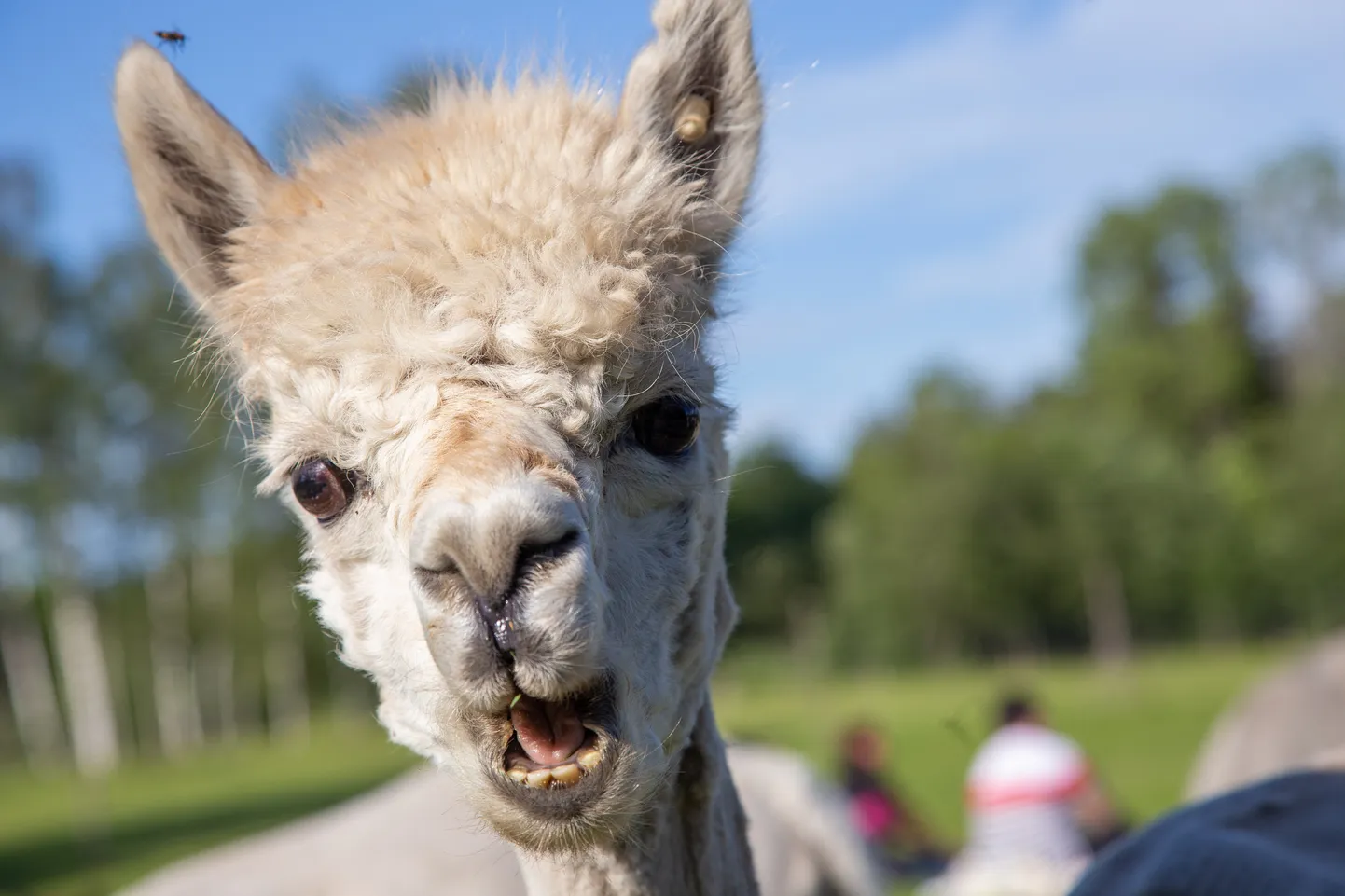 Teiste talude seas kandideerib aasta taluks ka  Wile Alpaca farm.