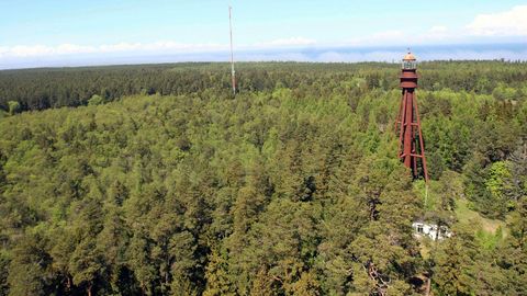 В Эстонии сегодня впервые проходит День леса