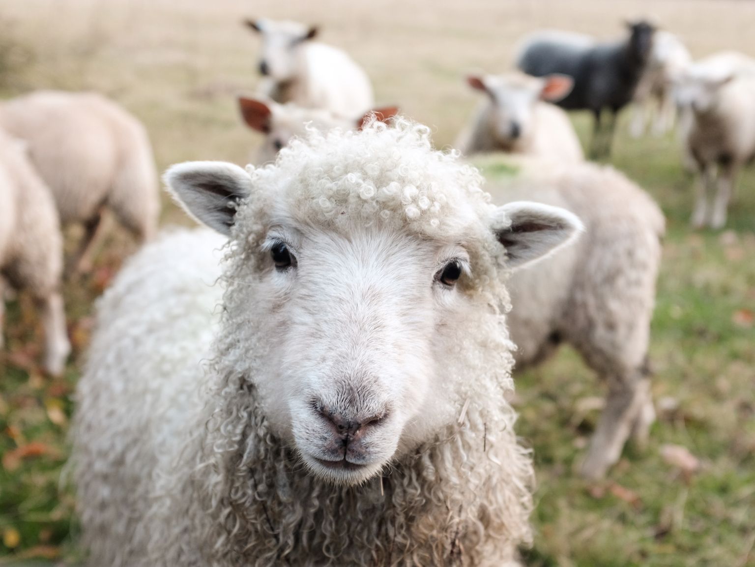 Eelmise, 2010. aasta põllumajandusloenduse andmetel oli Saaremaa teiste maakondadega võrreldes konkurentsitult suurim lambakasvataja: siin elas ligi viiendik Eesti lammastest. Foto on illustreeriv.