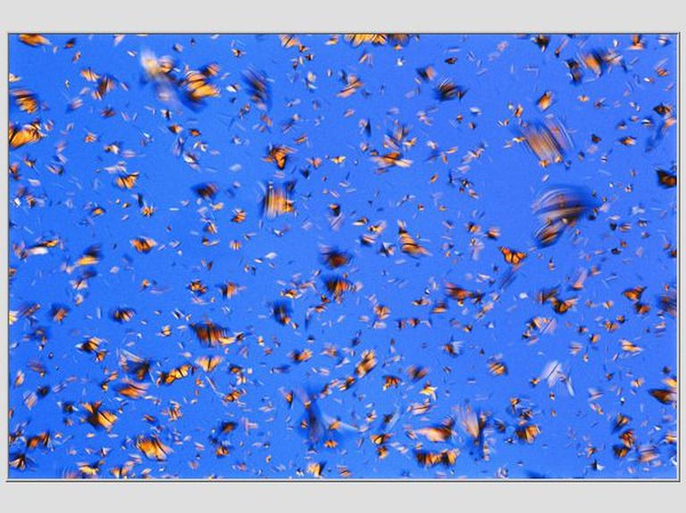 MANDATORY BYLINE: FRANS LANTING / NATIONAL GEOGRAPHIC CREATIVE / CATERS NEWS (PICTURED: MONARCH BUTTERFLIES IN FLIGHT, MICHOACAN , MEXICO) A selection of National Geographic images are being auctioned by Christies to celebrate National Geogrphics 125th anniversary. National Geographic are set to auction famous prints through auction house Christies. The online only event runs from July 19 through to July 29 and will see 125 stunning new prints of the classic works auctioned to celebrate 125 years of the magazine. The images are set to fetch from 00-1,200 and part of the proceeds from the sales will go towards the preservation of the original works of art. NOT FOR SALE / USE IN USA Современное искусство. Фото иллюстративное.