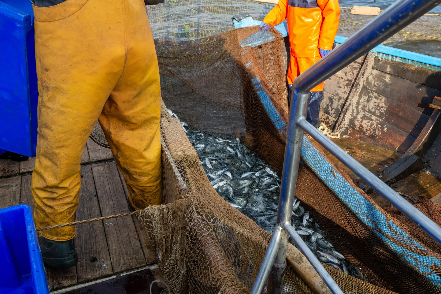 Seni kehtinud kalapüügiseadus pani kalurite rikkumiste eest vastutuse püügiluba omavale ettevõttele, kellel polnud aga õigust olla ärakuulatud ning pöörduda kohtusse. Pilt on illustratiivne.