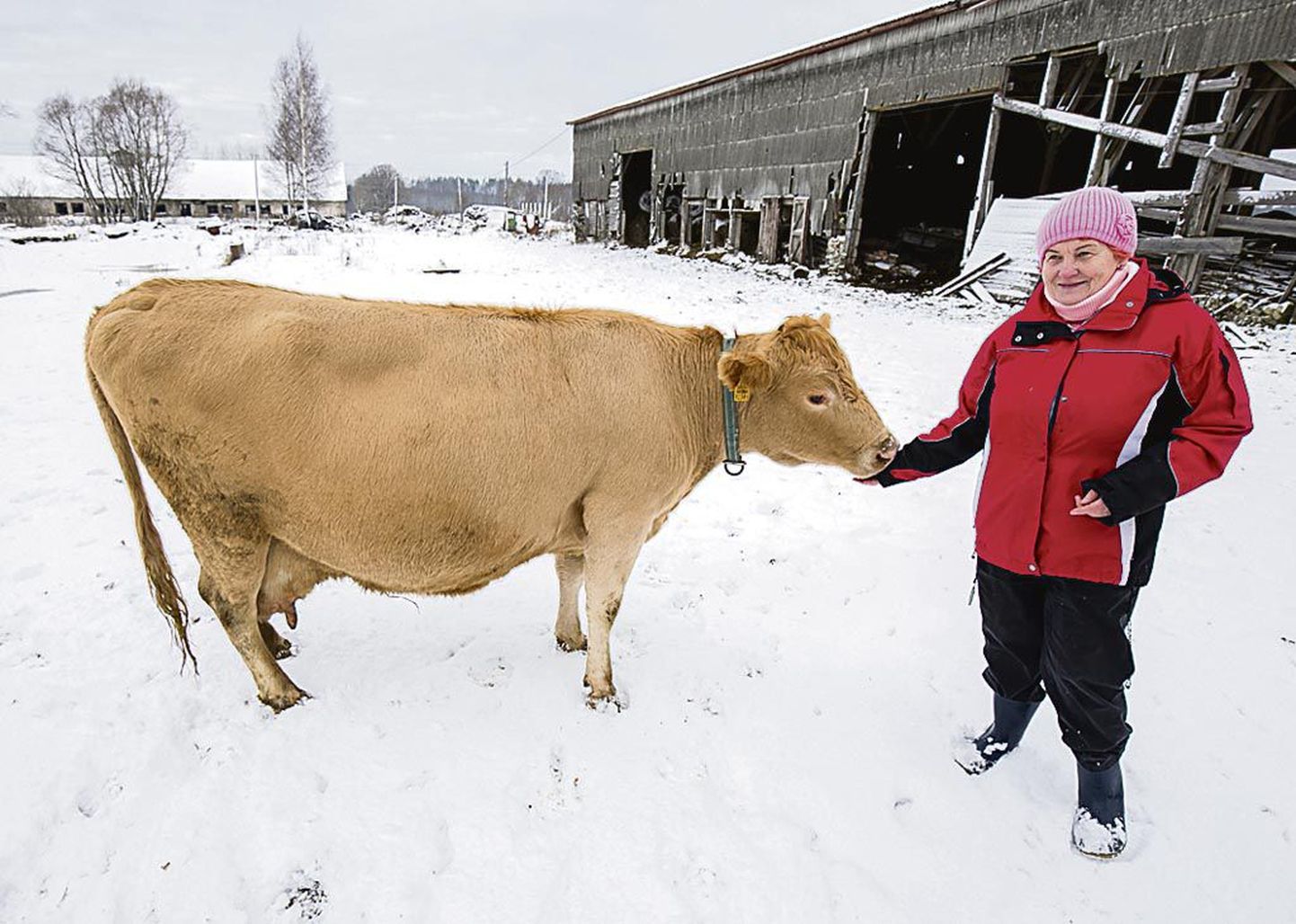Eesti maaveise ühingu juhatuse esimees Malle Unt koos viimase päästetud loomaga, kes on üks karja kauneimaid.