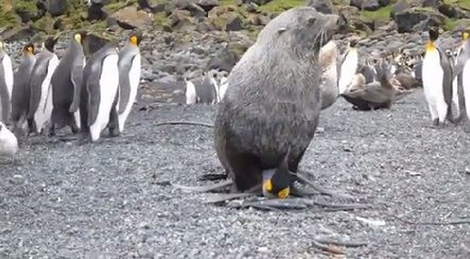 Hülged püüavad pingviinidega paljuneda