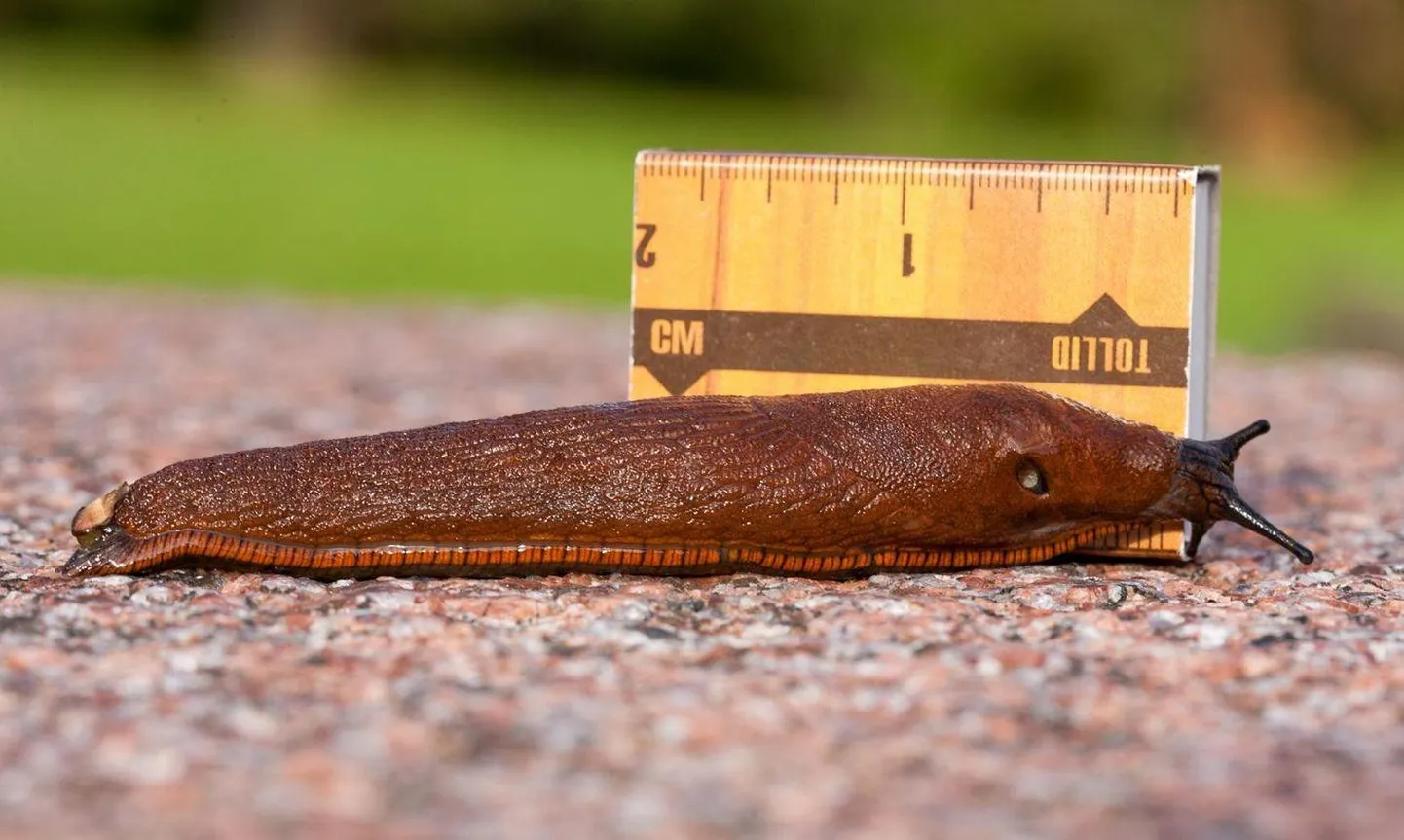 Hispaania teetigu on suur nälkjas, täiskasvanud looma kehapikkus on väljasirutununa 7–15 cm.