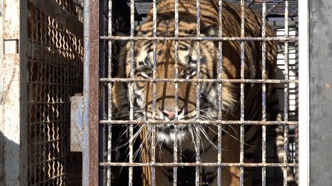 Ехавших в Россию тигров не пропустила таможня в Белоруссии. Одно животное умерло, остальных спасают в Польше