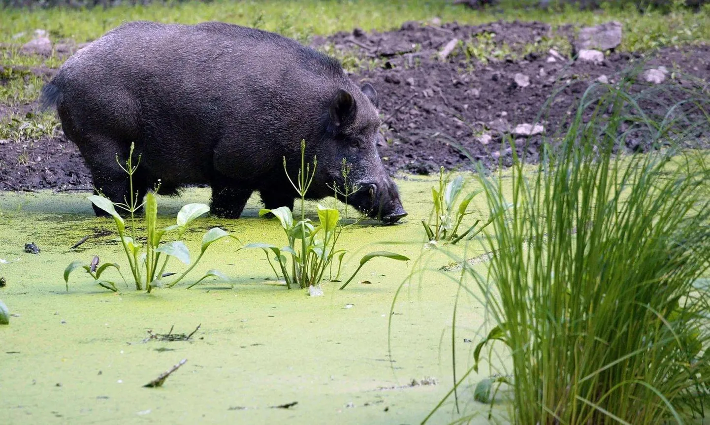 Metssead levitavad Aafrika seakatku.