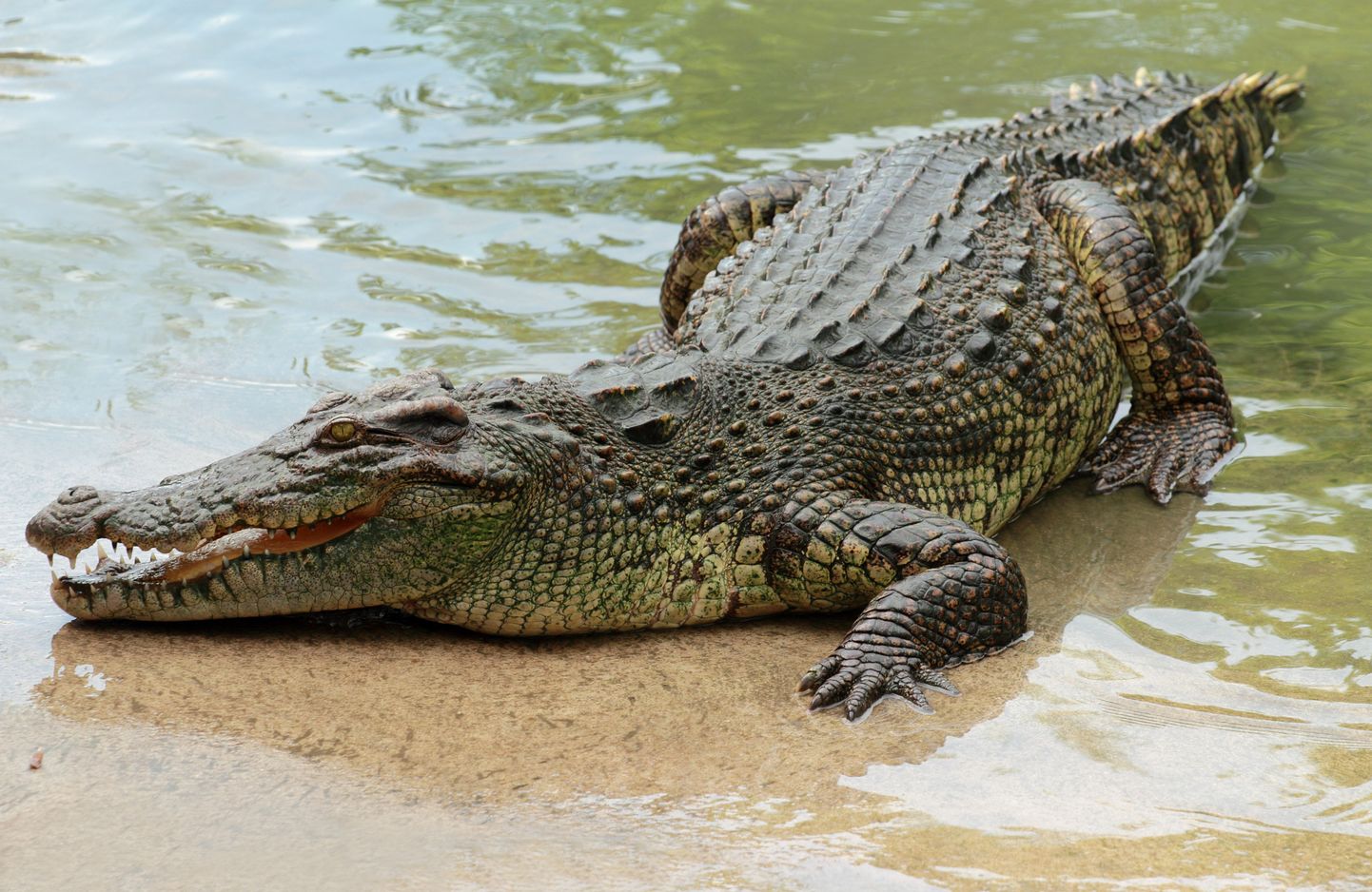 Krokodill. Foto on illustreeriv.