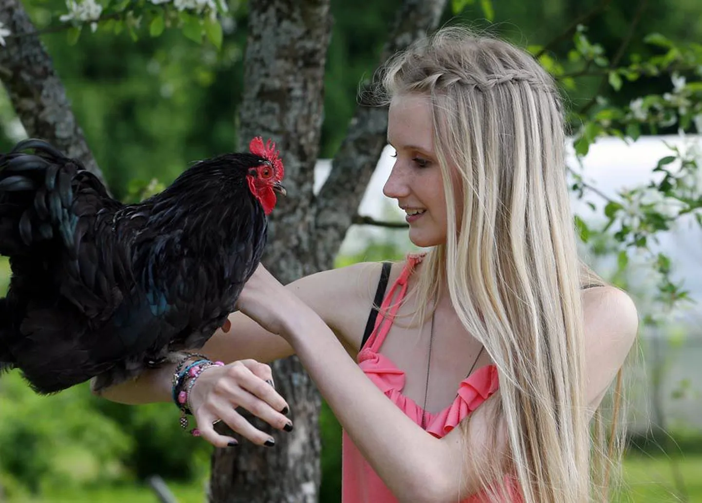 Talvel siidikana väljahautud cochini kukk on noore linnukasvataja Krislin Alerti lemmikuid: Kuka kasvas suureks teiste tibudeta.