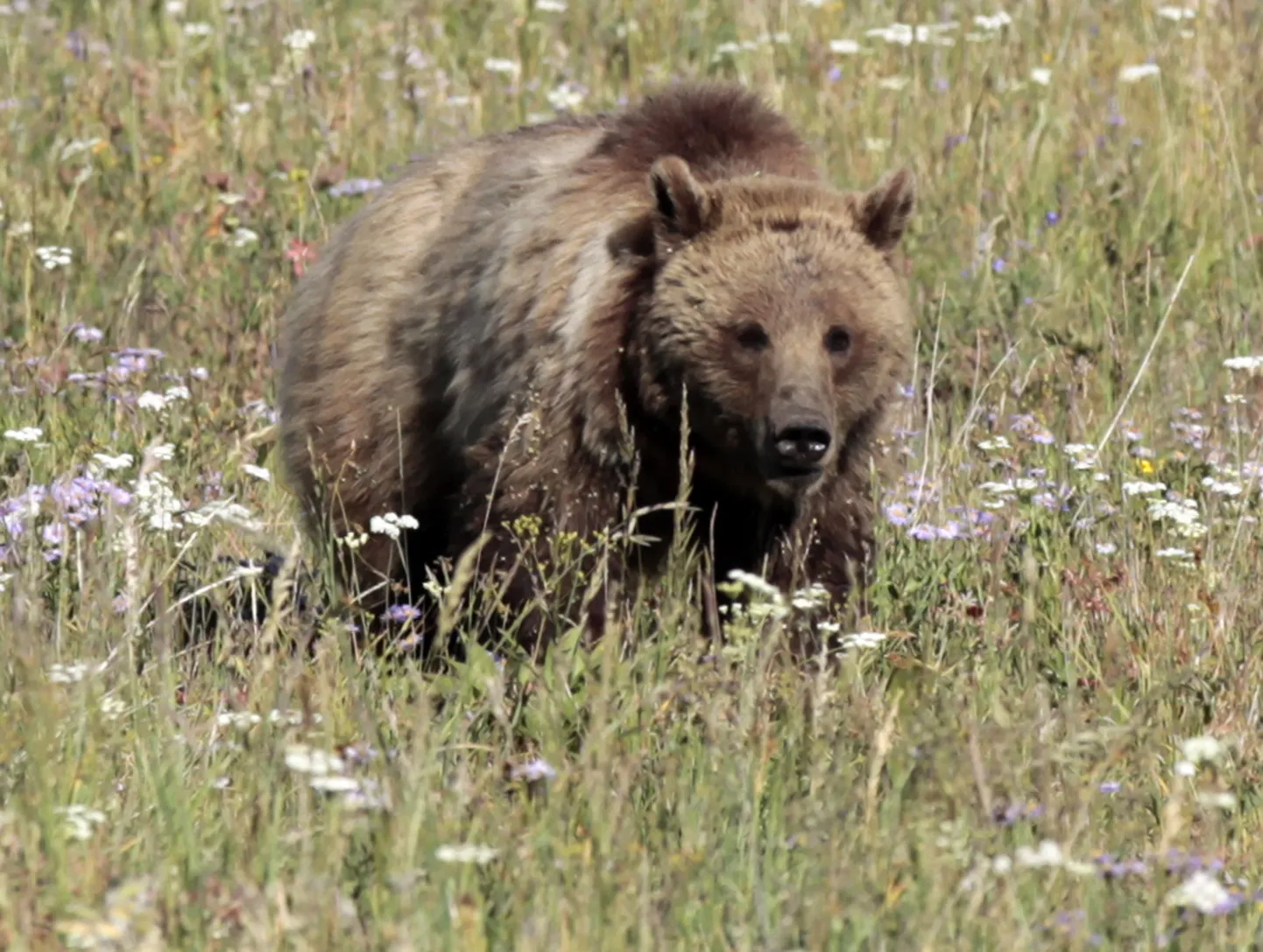 Yellowstone´is jahitakse tapjakaru