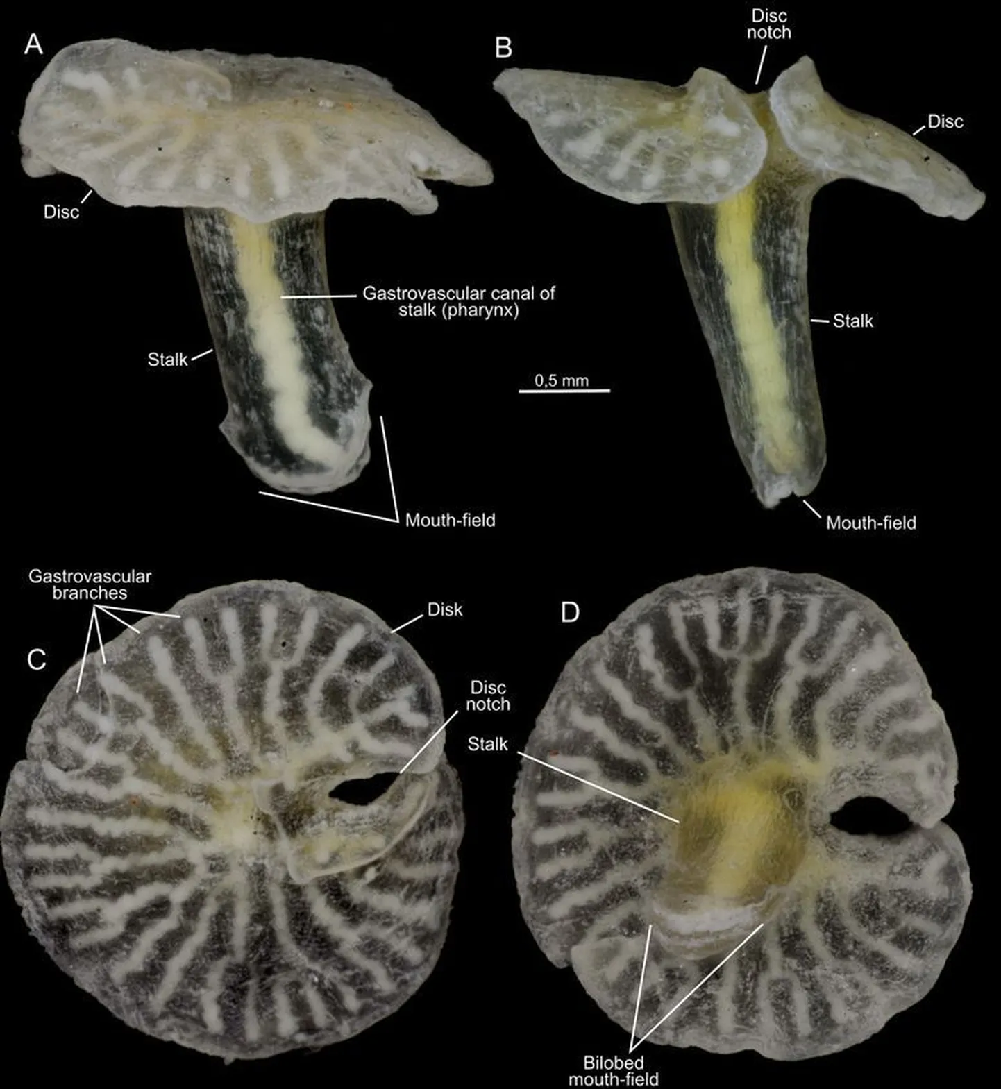 Dendrogramma