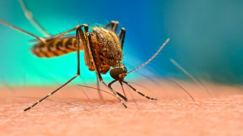Elavaid parasiite sisaldav eksperimentaalne malaariavaktsiin on paljulubav