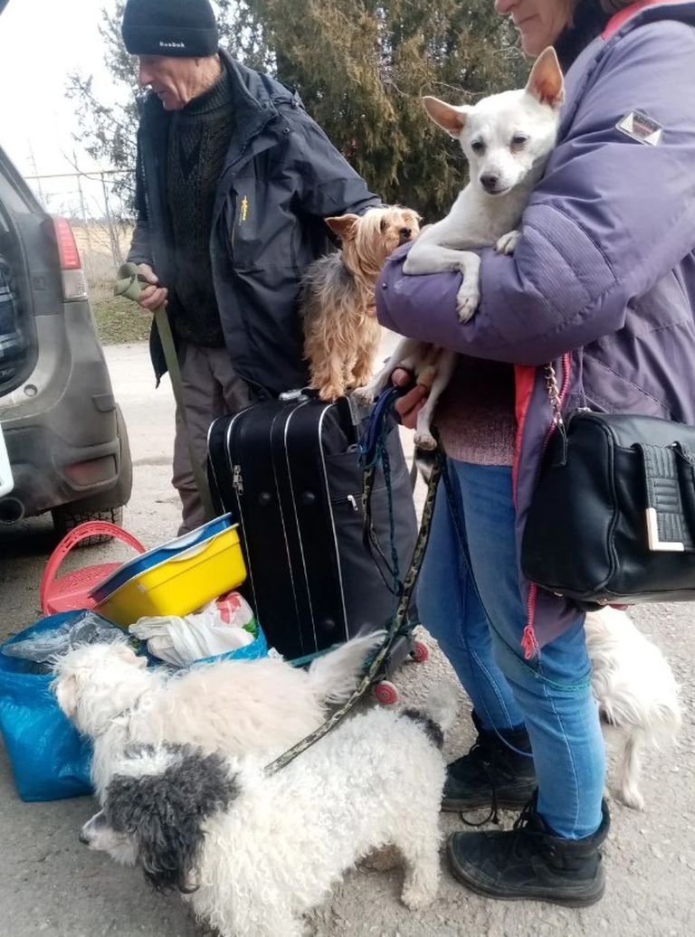 Мама Дмитрия с собаками.