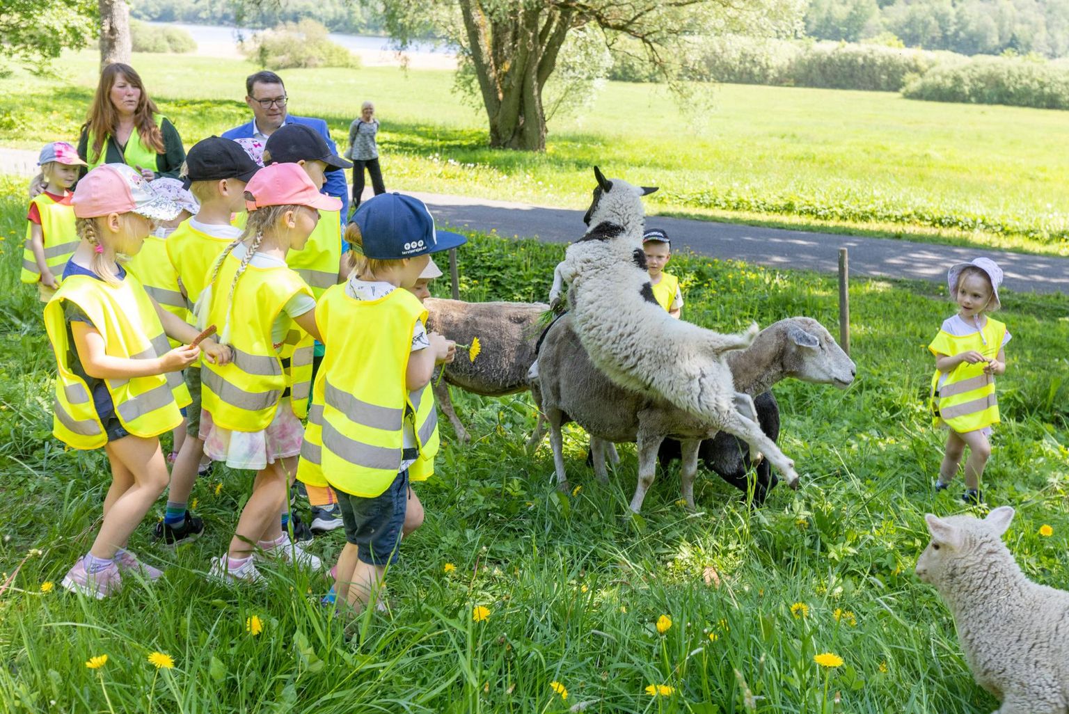 Kolmapäeval saabusid Viljandisse jälle lambad, et muru niita ja rahvast rõõmustada. Tänavu tulid neid tervitama ka Kesklinna lasteaia lapsed.