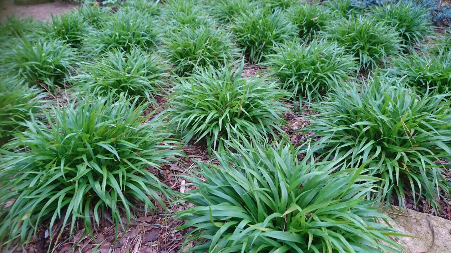 Karvane piiphein „Igel” (Luzula pilosa)