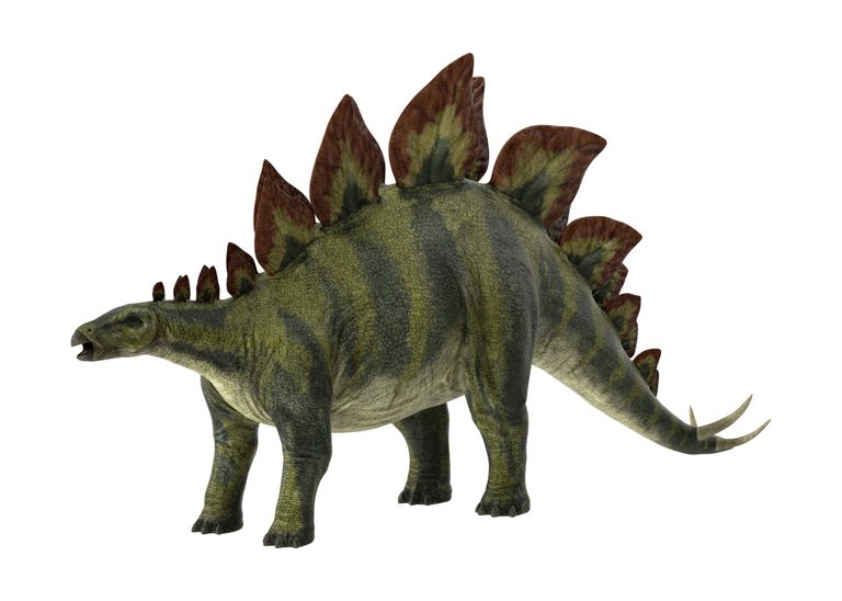 Stegosaurus.