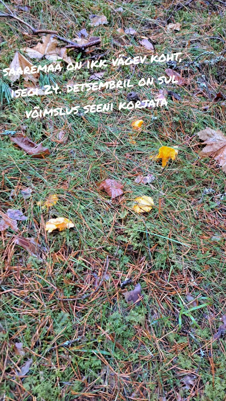 Artikli foto