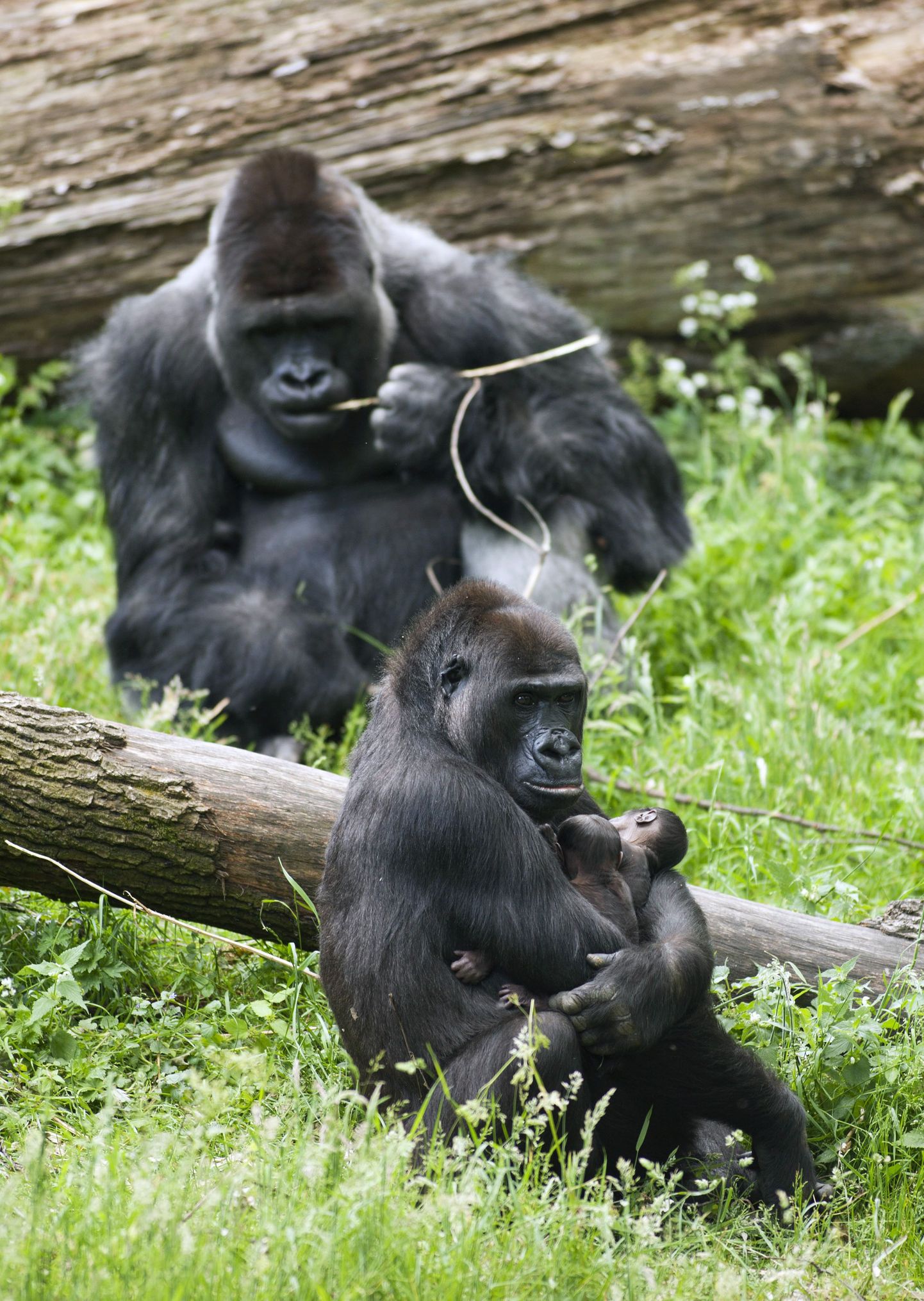 Burgersi loomaaia gorillad