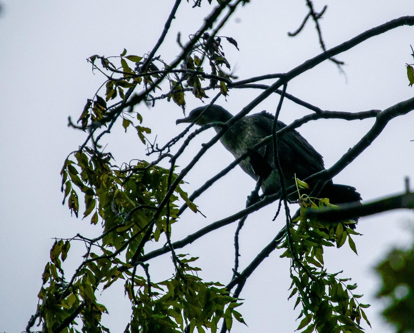 Tindisaartel pesitsevad kormoranid mõjuvad halvasti sealsele taimestikule.