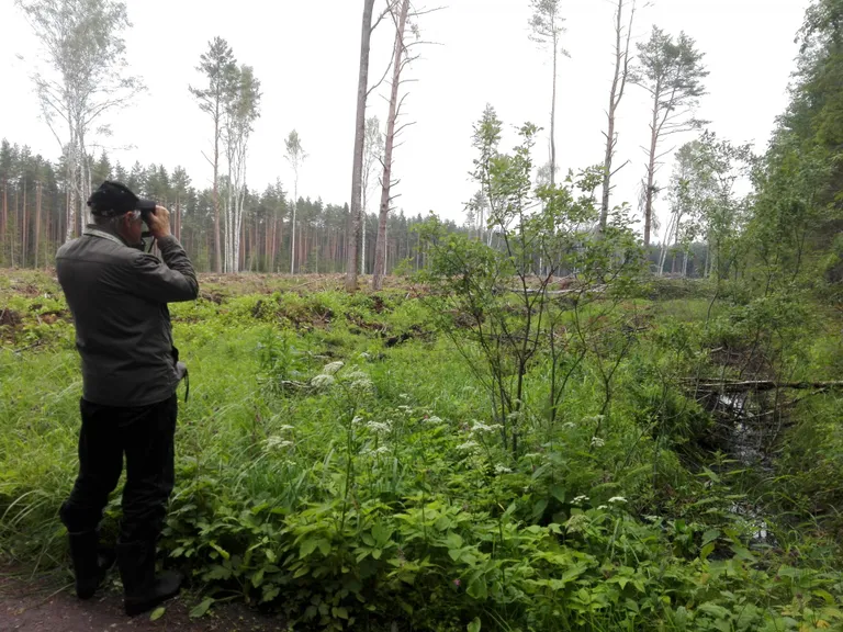 Säästva metsanduse ekspert Vello Keppart inventeerimas kuus suve tagasi kuue hektari suurust lageraielanki Auga puhkemetsas,