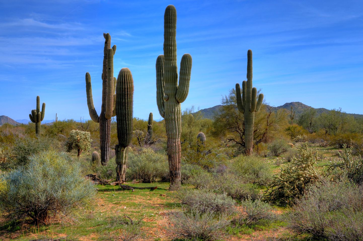 Saguaro kaktused