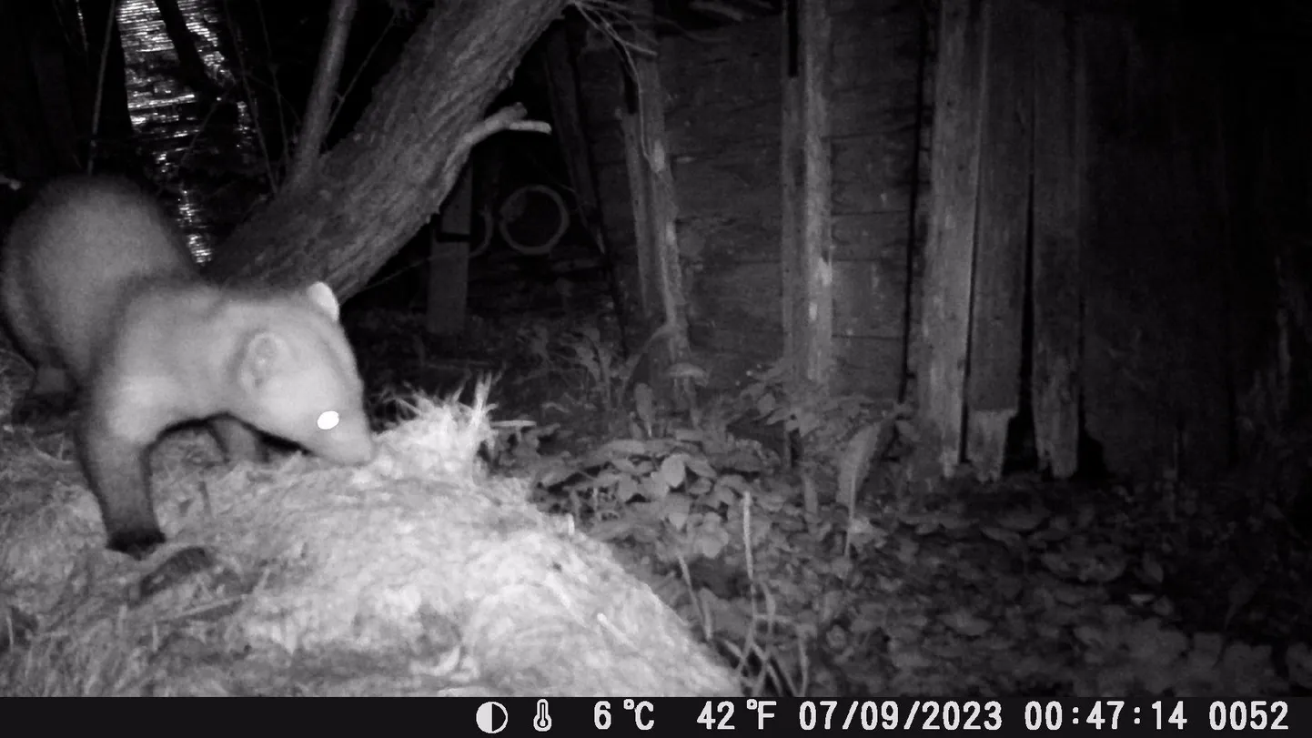 Ülemöödunud aastal jäi Paikusel rajakaamera pildile kompostihunnikus maiustav nugis. Pildi järgi pole võimalik aru saada, kas tegemist oli mets- või kivinugisega.