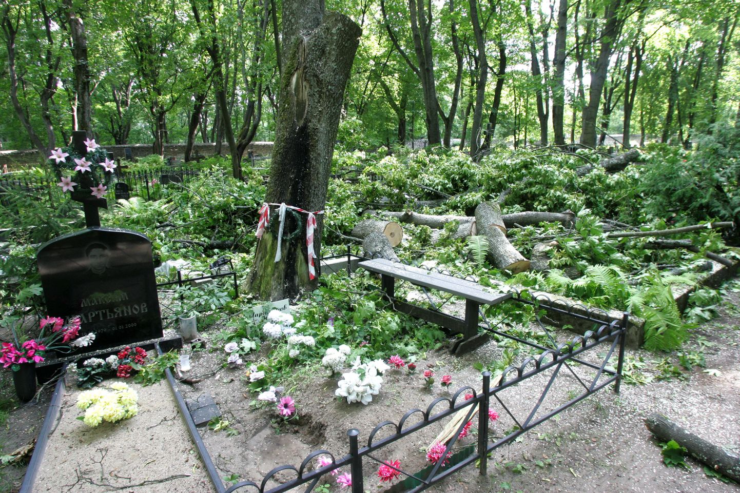 Вид на заваленные ветками могилы на Военном кладбище.