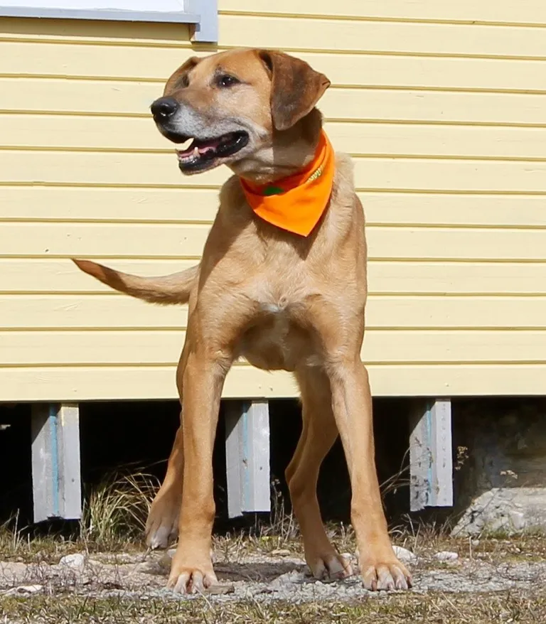 Mängimine ja jalutuskäigud on Dingo lemmikud