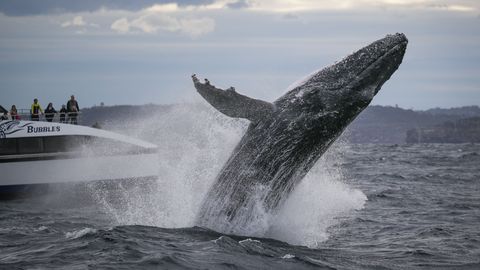 Teadlased vestlesid vaaladega ja õpivad nüüd nende keeles rääkima