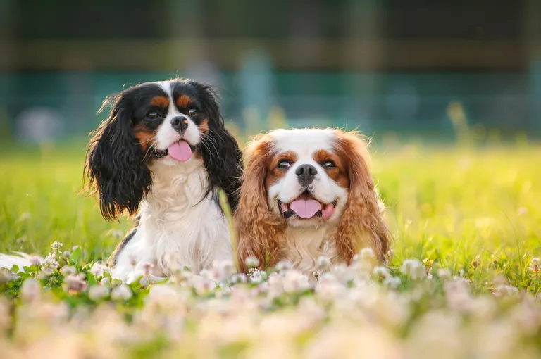 Cavalier King Charlesi spanjelid.