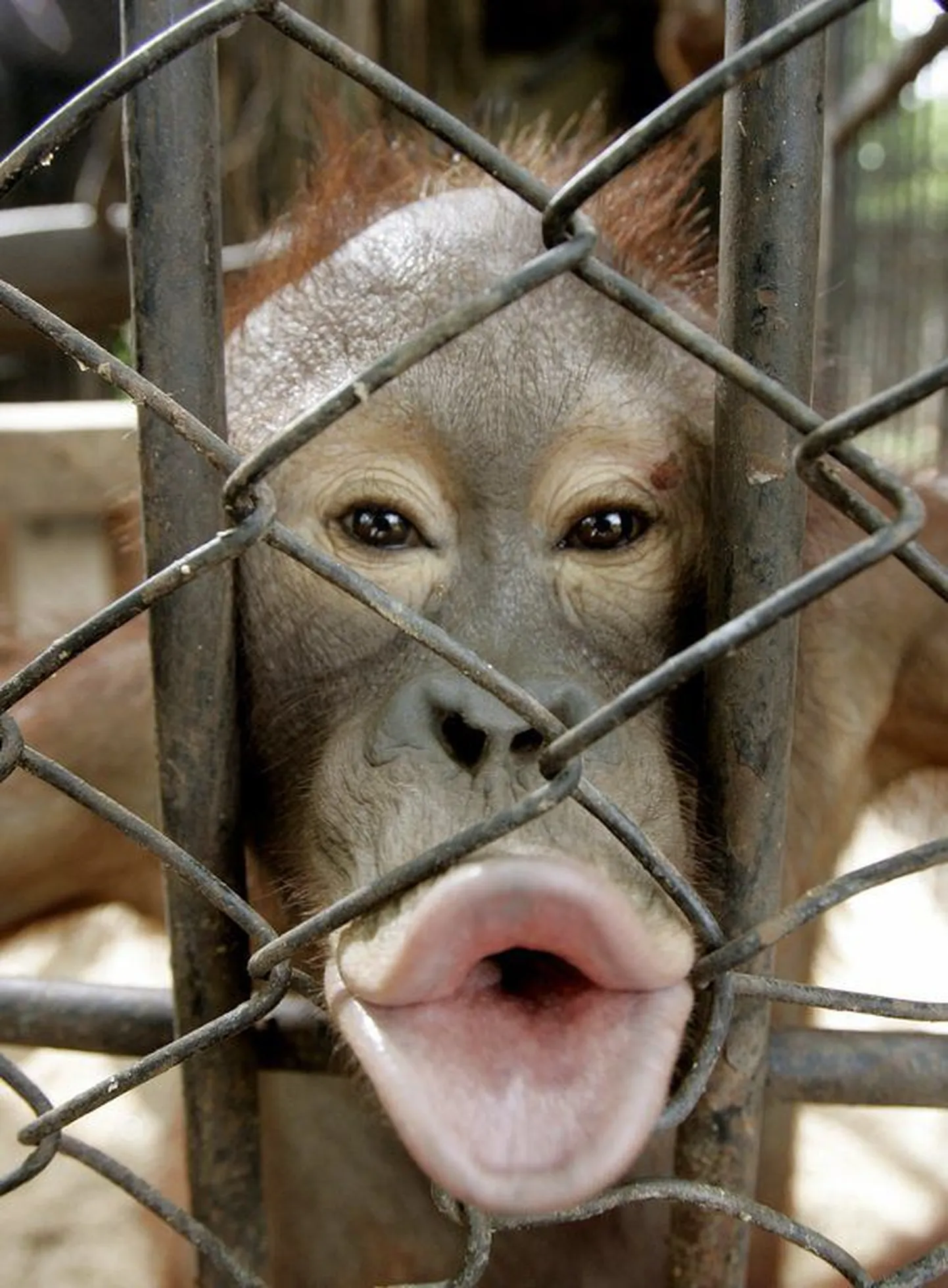 Orangutan