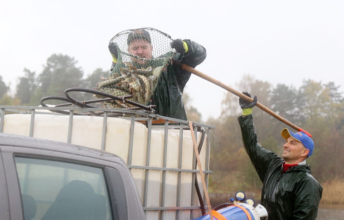 Cēsu rajona Stalbes pagasta zemnieku saimniecības "Ūdensrozes" darbinieki veic aptuveni četru tūkstošu divgadīgu līdaku mazuļu ielaišanas darbus Juglas ezerā, lai papildinātu ezera zivju resursus.