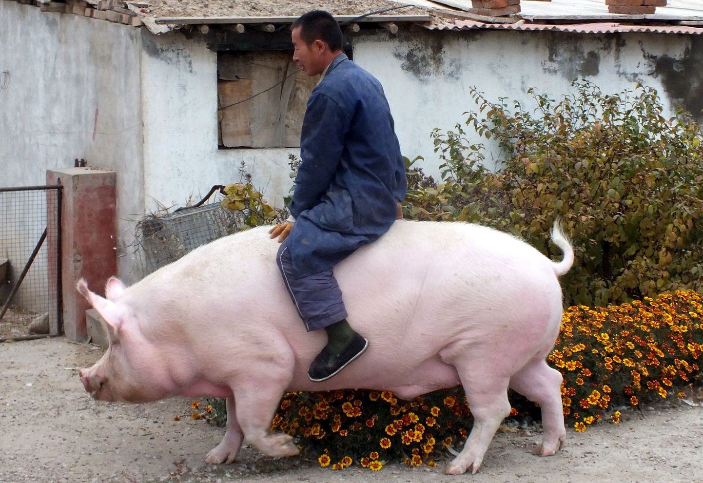 Свинку можно использовать в качестве транспорта.