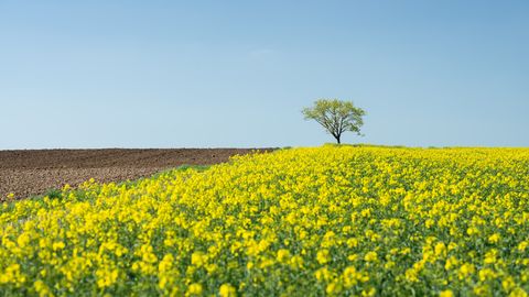 Naktī dažviet Latgalē un Vidzemē gaidāma neliela salna