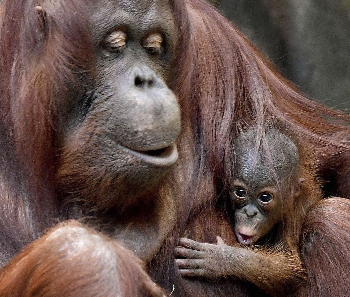 Rahvusvaheline ülevaateuuring näitab, et enamikke maailma primaate ähvardab väljasuremisoht.