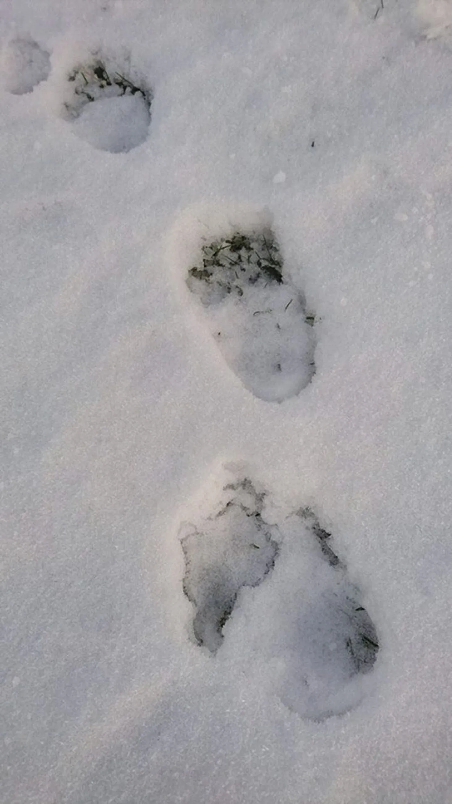Karu käpajäljed lumel